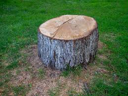 Best Tree and Shrub Care  in Goliad, TX