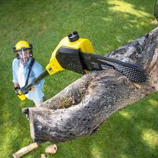 Best Tree Maintenance Programs  in Goliad, TX