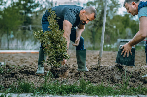How Our Tree Care Process Works  in  Goliad, TX