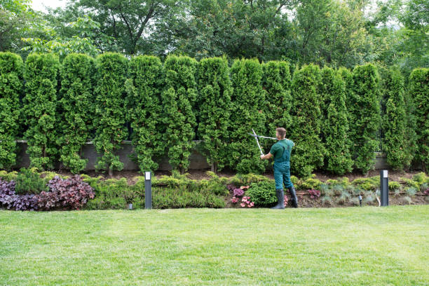 Best Organic Lawn Care Solutions  in Goliad, TX