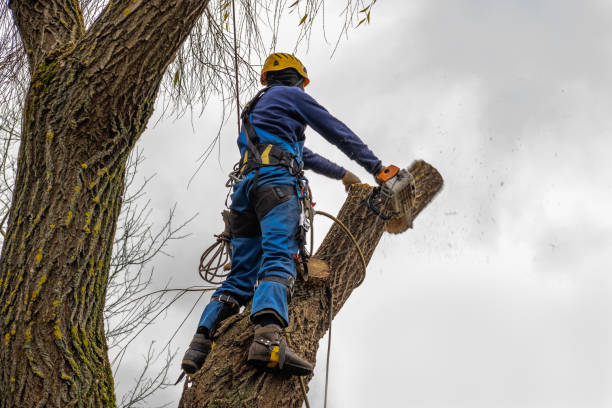 Best Tree Removal  in Goliad, TX